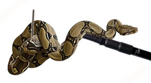 Carregar imagem no visualizador da galeria, Manipulador de serpentes - ReptilHabitat