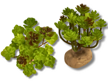 Carregar imagem no visualizador da galeria, Planta Sedum de decoração para terrários - ReptilHábitat