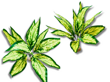 Carregar imagem no visualizador da galeria, Planta Aglaonema de decoração para terrários - ReptilHábitat