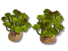 Carregar imagem no visualizador da galeria, Planta Sedum de decoração para terrários - ReptilHábitat