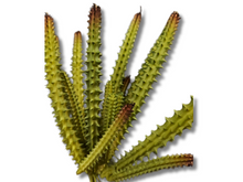 Carregar imagem no visualizador da galeria, Planta Huernia de decoração para terrários - ReptilHábitat
