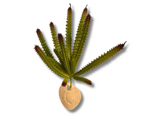 Carregar imagem no visualizador da galeria, Planta Huernia de decoração para terrários - ReptilHábitat