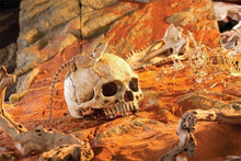 Carregar imagem no visualizador da galeria, Crânio Primata Exo-Terra