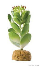 Carregar imagem no visualizador da galeria, Jade Cactus - Exo Terra Desert Plant
