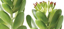 Carregar imagem no visualizador da galeria, Jade Cactus - Exo Terra Desert Plant
