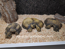Carregar imagem no visualizador da galeria, CUEVA NATURAL HIDING EXO TERRA (6748940009671)
