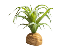 Carregar imagem no visualizador da galeria, Planta Tillandsia de decoração para terrários - ReptilHabitat
