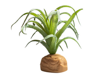 Carregar imagem no visualizador da galeria, Planta Tillandsia de decoração para terrários - ReptilHabitat
