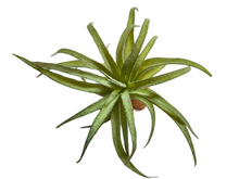 Carregar imagem no visualizador da galeria, Planta Tillandsia de decoração para terrários - ReptilHabitat
