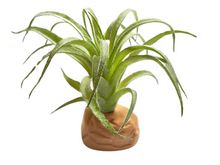Carregar imagem no visualizador da galeria, Planta Tillandsia de decoração para terrários - ReptilHabitat
