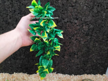 Carregar imagem no visualizador da galeria, Plantas - Varios tipos y tamaños (6748943024327)
