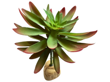 Carregar imagem no visualizador da galeria, Planta Capitella de decoração para terrários - ReptilHábitat
