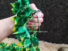 Carregar imagem no visualizador da galeria, Plantas - Varios tipos y tamaños (6748943024327)
