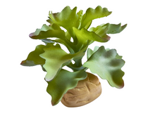 Carregar imagem no visualizador da galeria, Planta Kalanchoe de decoração para terrários - ReptilHábitat
