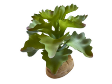 Carregar imagem no visualizador da galeria, Planta Kalanchoe de decoração para terrários - ReptilHábitat
