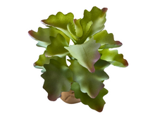 Carregar imagem no visualizador da galeria, Planta Kalanchoe de decoração para terrários - ReptilHábitat
