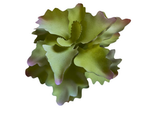 Carregar imagem no visualizador da galeria, Planta Kalanchoe de decoração para terrários - ReptilHábitat
