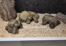Carregar imagem no visualizador da galeria, CUEVA NATURAL HIDING EXO TERRA (6748940009671)
