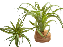 Carregar imagem no visualizador da galeria, Planta Tillandsia de decoração para terrários - ReptilHabitat
