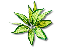 Carregar imagem no visualizador da galeria, Planta Aglaonema de decoração para terrários - ReptilHábitat
