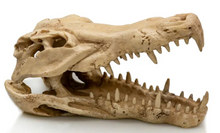 Carregar imagem no visualizador da galeria, crânio de crocodilo
