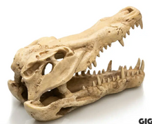 Carregar imagem no visualizador da galeria, crânio de crocodilo
